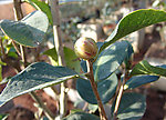 大理茶花珍品花蕾含苞待放