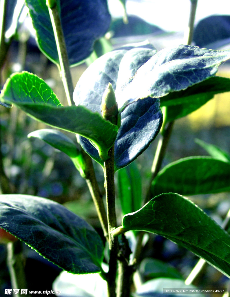 大理茶花珍品花蕾茶花苗