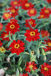小菊花