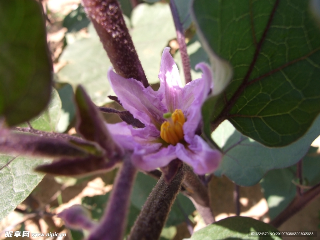 茄子花