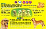 购犬小秘诀