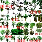 乔木