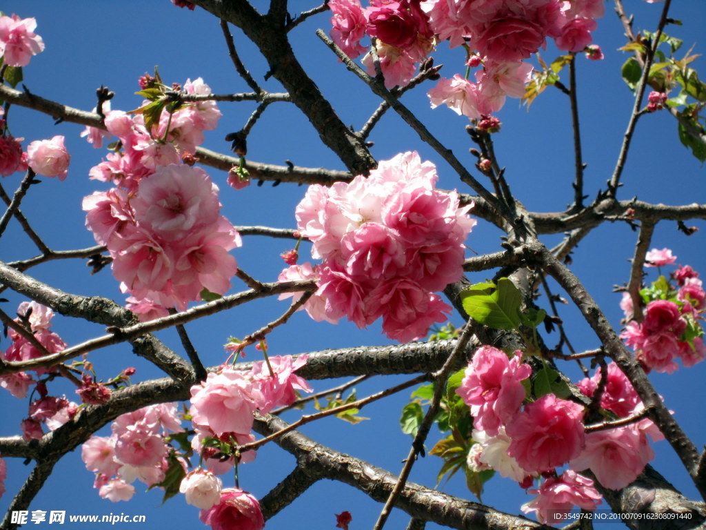 梅花