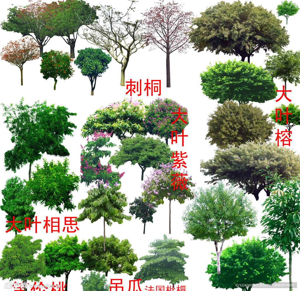 乔木