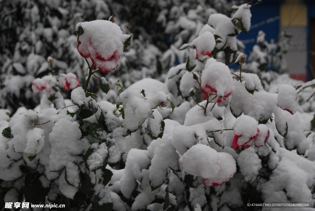 雪 红花 雪中景 在雪中依然绽放的鲜花 植物图片 植物 摄影图片 植物照片