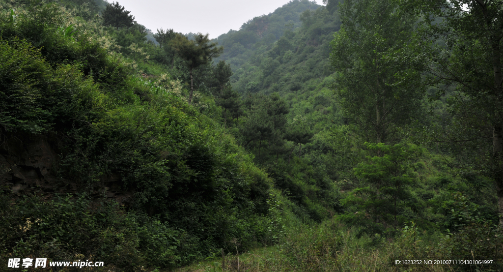 山林