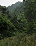 山林