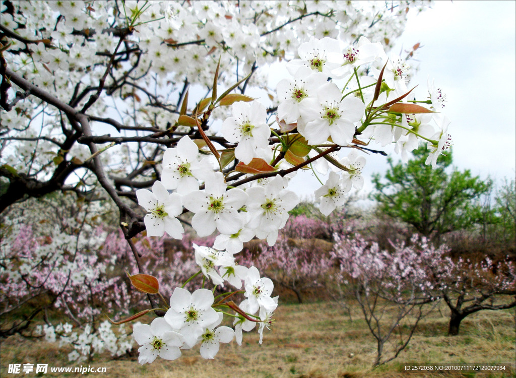 梨花