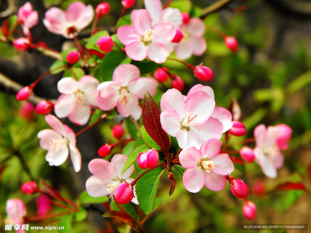 山花艳