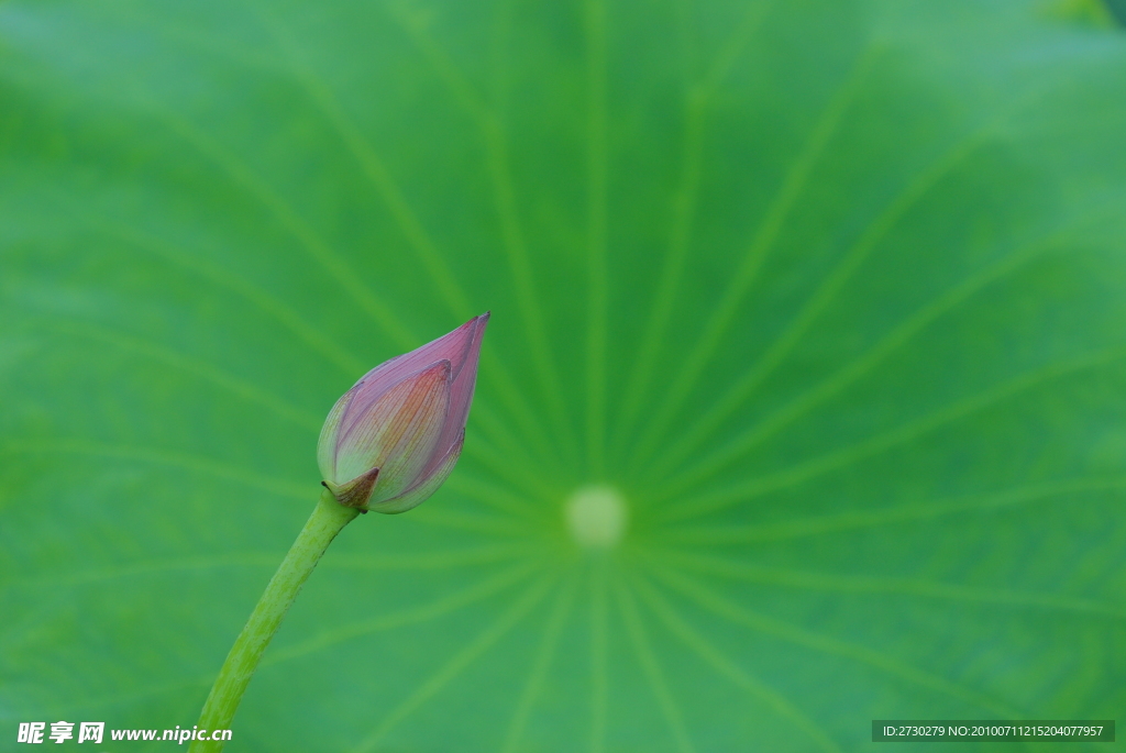 高清 夏日 荷花