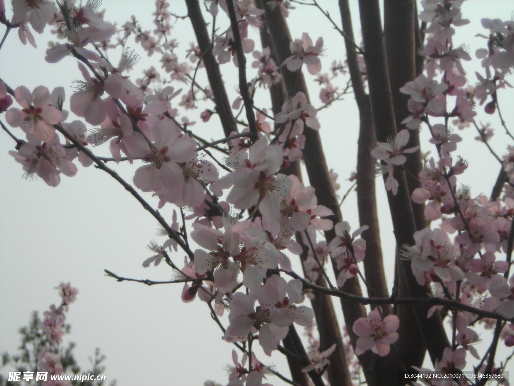 梅花