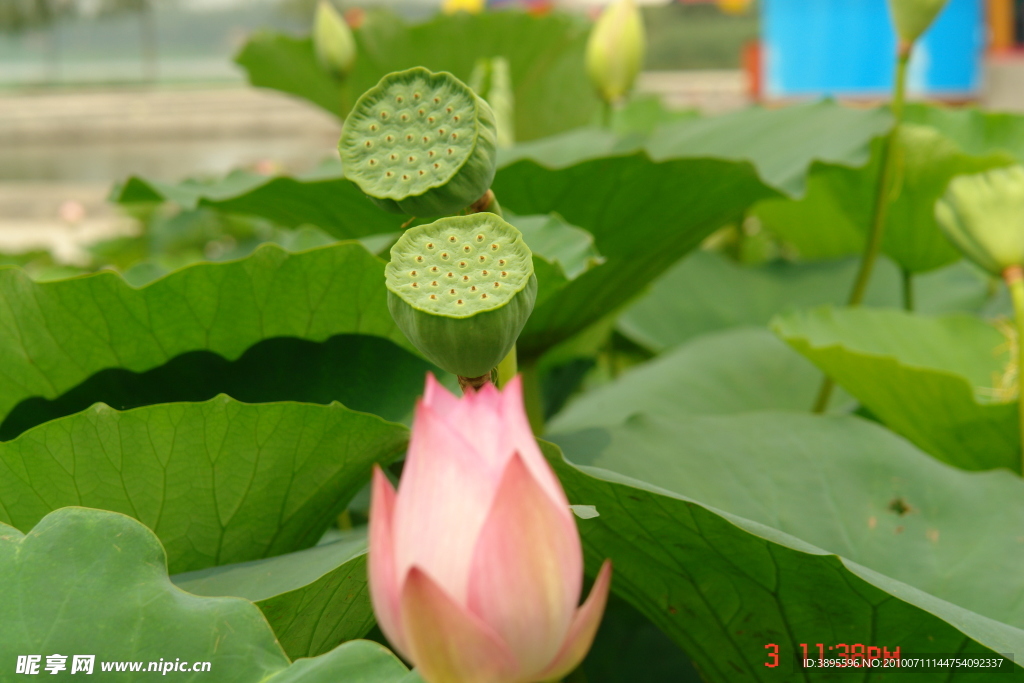 荷花 藕