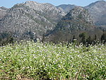 山花