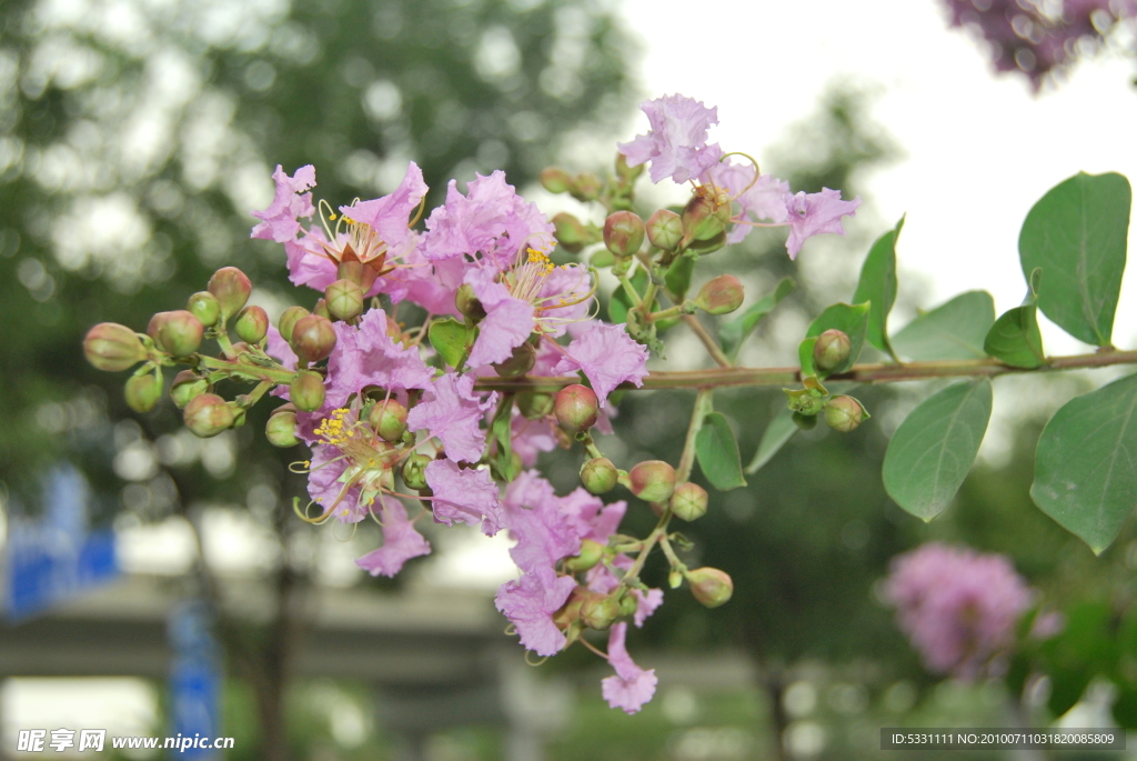 美丽花