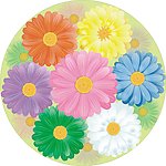 彩虹菊 菊花