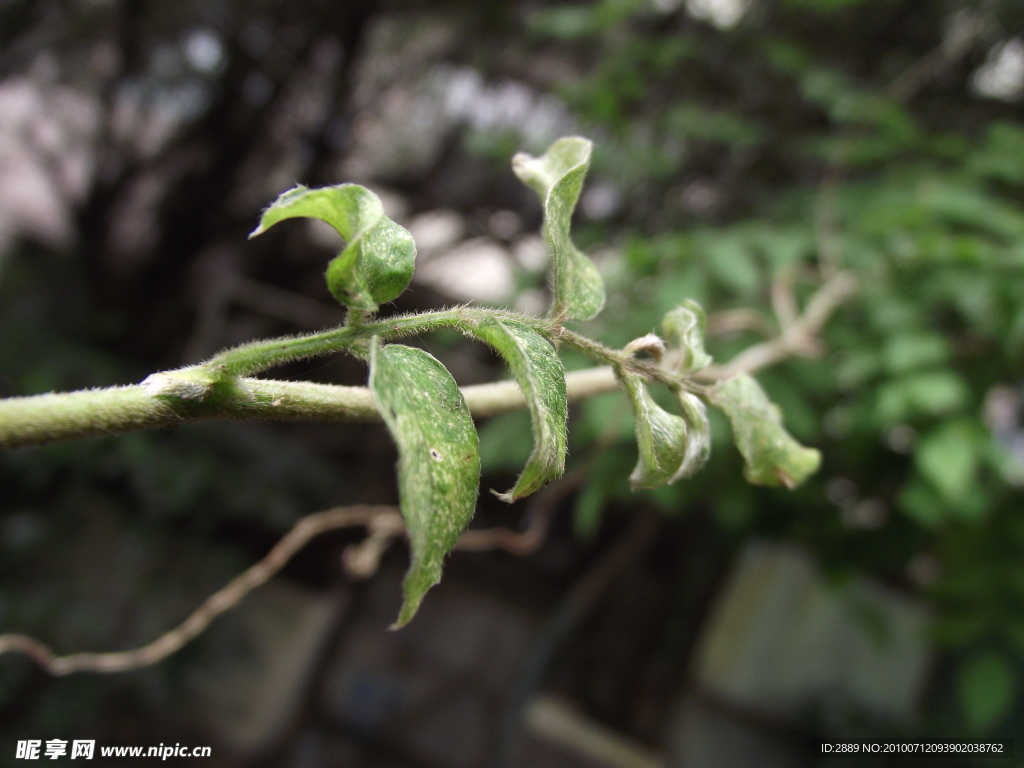 植物