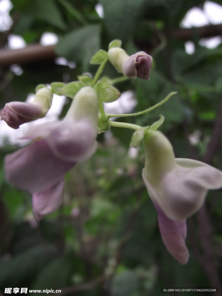 小花