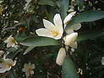 芬芳的玉兰