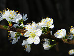 樱桃花