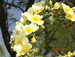 花环