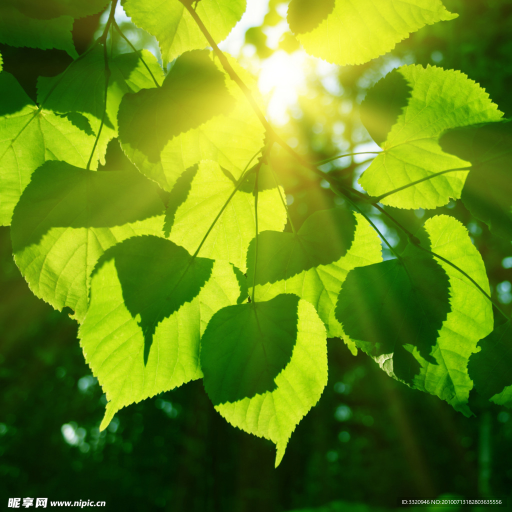 阳光下的绿叶高清图片