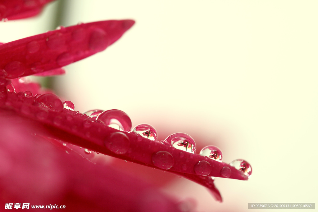 花与露水