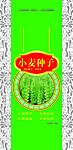 小麦种子