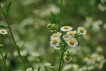 野菊花