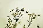 野菊花