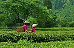 茶园 土家女