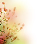 鲜花背景素材