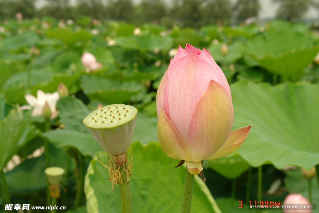 荷花 藕