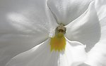 花卉特写