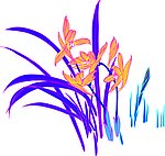 兰花