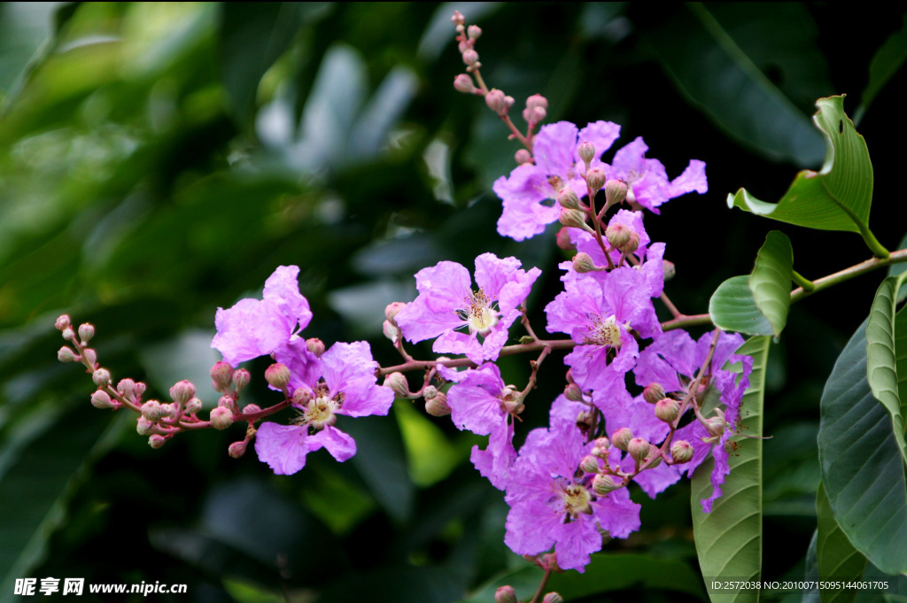 丁香花