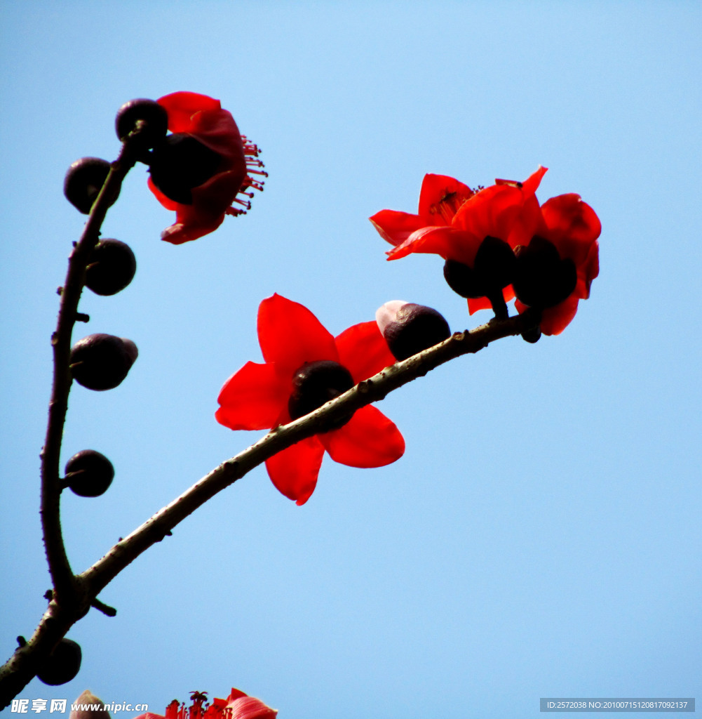 木棉花