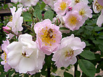 蔷薇花