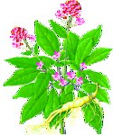人参花