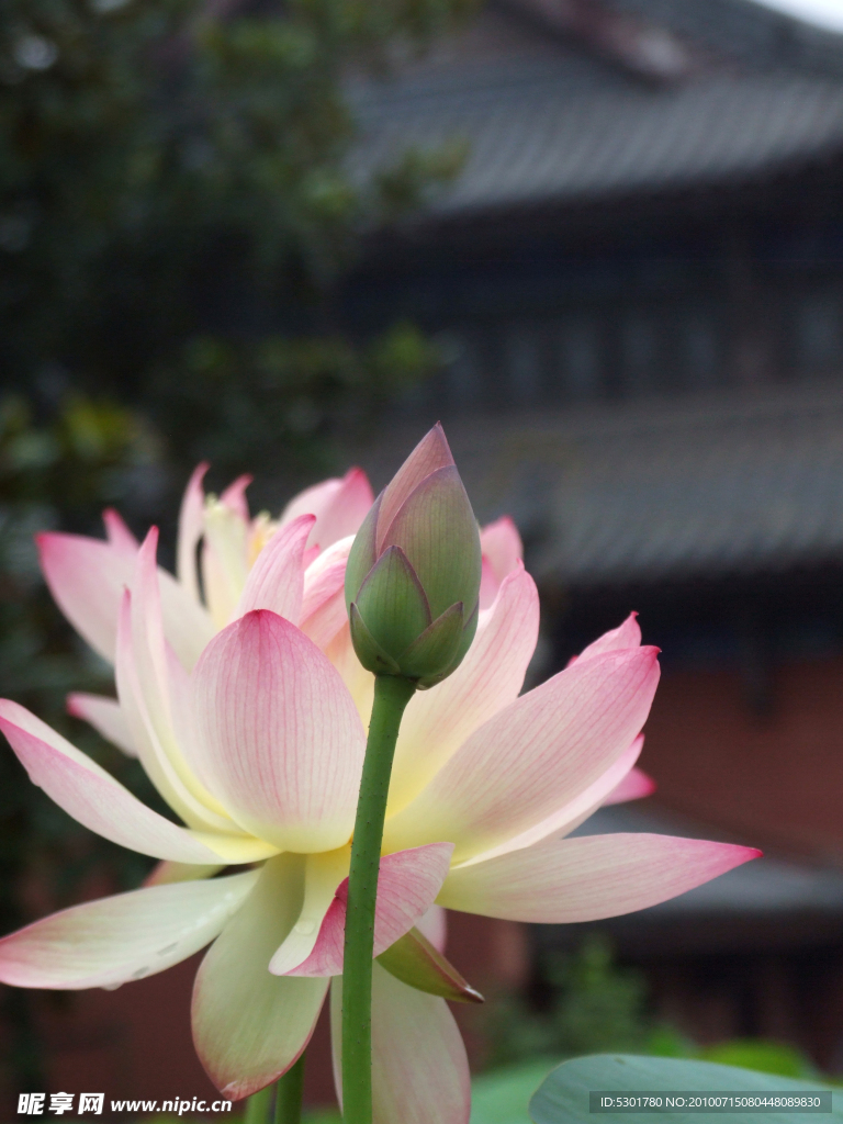 荷花