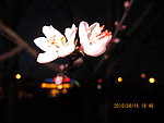 两朵桃花