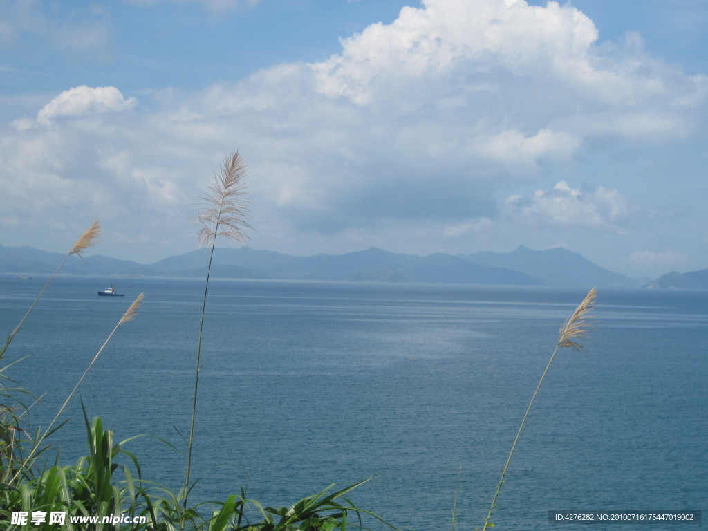 海与浦公英