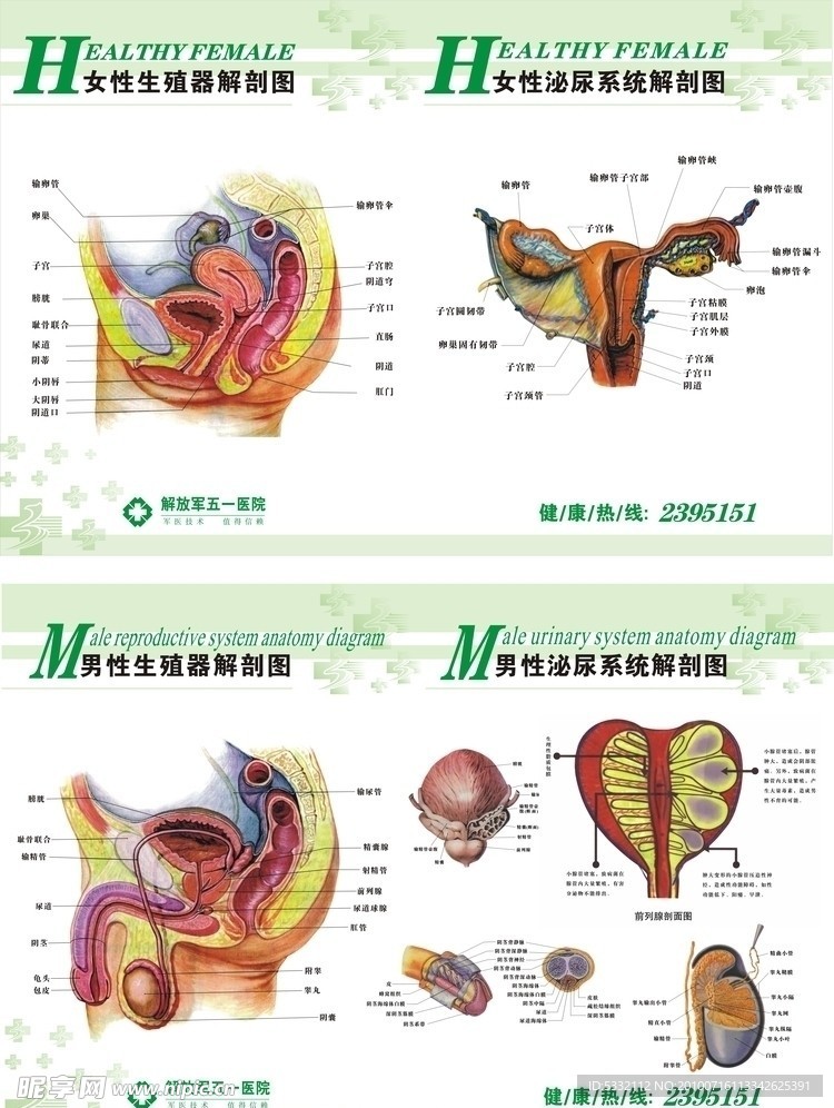 男女生殖系统解剖图