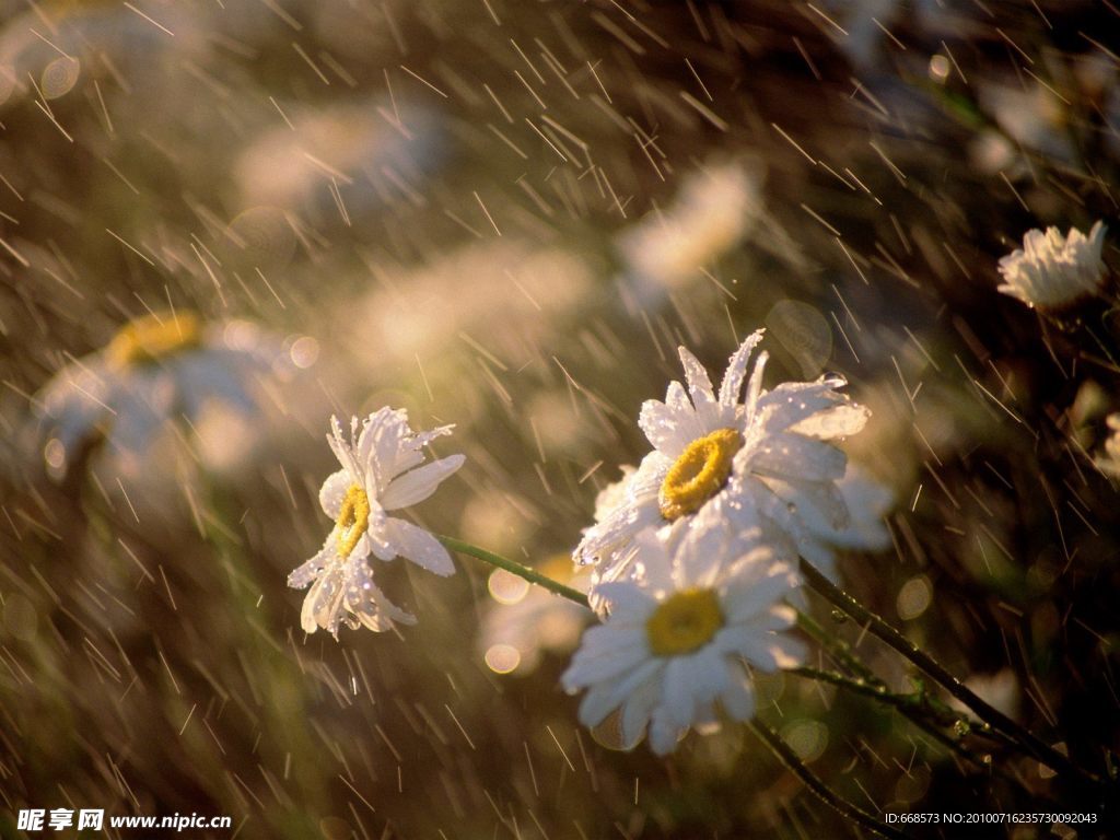 Beautiful Rainy 漂亮的雨壁纸