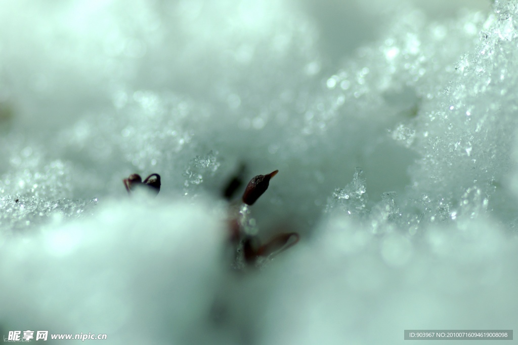 雪中枯芽