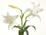 百合花