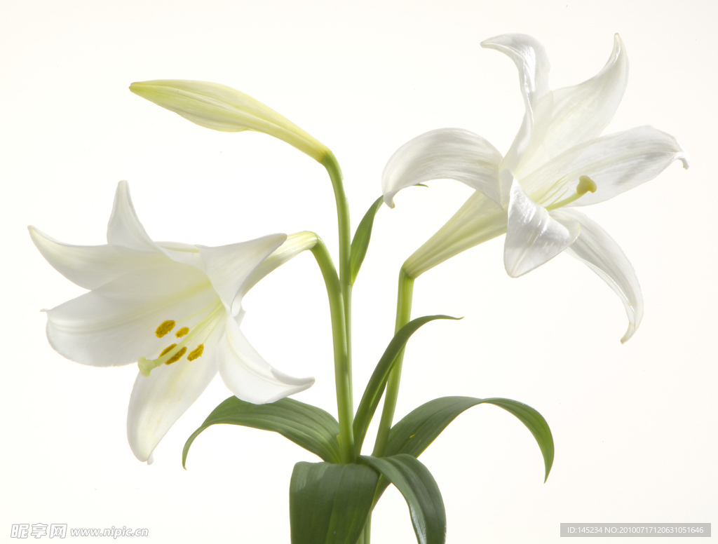 百合花