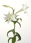 百合花