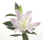 百合花