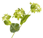 绣球花