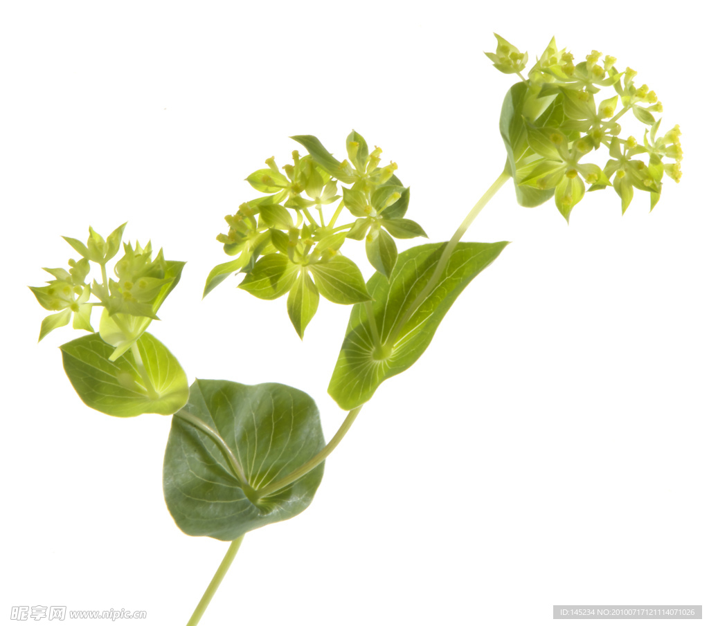 绣球花